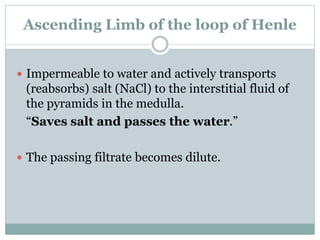 Ascending Limb of the loop of Henle
 Impermeable to water and actively transports
(reabsorbs) salt (NaCl) to the interstitial fluid of
the pyramids in the medulla.
“Saves salt and passes the water.”
 The passing filtrate becomes dilute.
 
