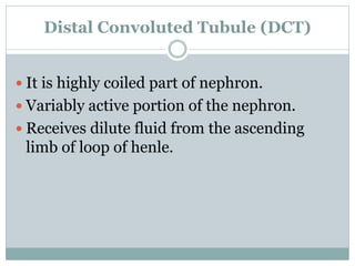 Distal Convoluted Tubule (DCT)
 It is highly coiled part of nephron.
 Variably active portion of the nephron.
 Receives dilute fluid from the ascending
limb of loop of henle.
 