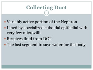 Collecting Duct
 Variably active portion of the Nephron
 Lined by specialized cuboidal epithelial with
very few microvilli.
 Receives fluid from DCT.
 The last segment to save water for the body.
 