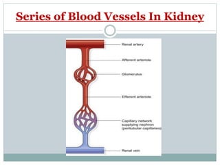 Series of Blood Vessels In Kidney
 