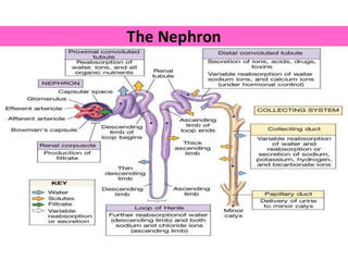 nephrons.pdf
