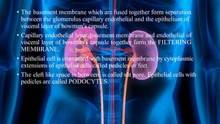 • The basement membrane which are fused together form separation
between the glomerulus capillary endothelial and the epithelium of
visceral layer of bowman’s capsule.
• Capillary endothelial layer, basement membrane and endothelial of
visceral layer of bowman’s capsule together form the FILTERING
MEMBRANE.
• Epithelial cell is connected with basement membrane by cytoplasmic
extensions of epithelial cells called pedicles or feet.
• The cleft like space in between is called slit pore. Epithelial cells with
pedicles are called PODOCYTES.
 