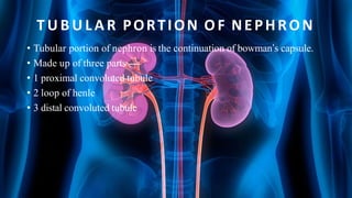 T U B U L A R PORTION OF NEPHRON
• Tubular portion of nephron is the continuation of bowman’s capsule.
• Made up of three parts ----
• 1 proximal convoluted tubule
• 2 loop of henle
• 3 distal convoluted tubule
 