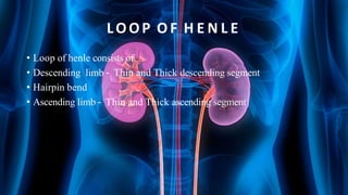LOOP OF H E N L E
• Loop of henle consists of
• Descending limb – Thin and Thick descending segment
• Hairpin bend
• Ascending limb – Thin and Thick ascending segment
 