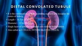 D I S T A L C O N V O L A T E D T U B U L E
• It is the continuation of thick ascending segment and occupies the
cortex of kidney.
• Length – 14.5 to 15 mm
• Diameter – 22 to 50 micro.
• Single layer of cuboidal epithelial cells without brush border.
• Also called as I CELLS ( INTERCALATED CELLS).
 