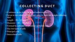 C O L L E C T I N G D U C T
• Continues as the initial or arched collecting duct.
• Seven to ten initial collecting duct unite to form the straight collecting
duct.
• Length – 20 – 22 mm
• Diameter – 40 – 200 micro.
• Formed by cuboidal or columnar epithelial cells.
• Has two types of cells
• Principal cells
• Intercalated cells
 
