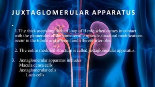 J U X T A G L O M E R U L A R APPARATUS
•
1.The thick ascending limb of loop of Henle when comes in contact
with the glomerulus of the same renal corpuscle,structural modifications
occur in the tubule and afferent and efferent arterioles.
2. The entire modified structure is called juxtaglomerular apparatus.
3. Juxtaglomerular apparatus includes
Macula densa cells
Juxtaglomerular cells
Lacis cells
 