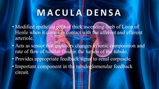 M A C U L A D E NSA
• Modified epithelial cells of thick ascending limb of Loop of
Henle when it comes in contact with the afferent and efferent
arteriole.
• Acts as sensor that monitors changes in ionic composition and
rate of flow of tubular fluid in the lumen of the tubule.
• Provides appropriate feedback signal to renal corpuscle.
• Important component in the tubuloglomerular feedback
circuit.
 