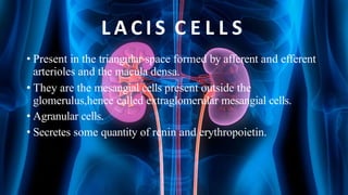 L A C I S C E L L S
• Present in the triangular space formed by afferent and efferent
arterioles and the macula densa.
• They are the mesangial cells present outside the
glomerulus,hence called extraglomerular mesangial cells.
• Agranular cells.
• Secretes some quantity of renin and erythropoietin.
 