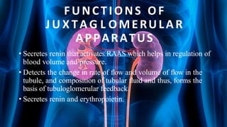 FUNCTIONS OF
J U X TAG L OMERULAR
APPARATUS
• Secretes renin that activates RAAS which helps in regulation of
blood volume and pressure.
• Detects the change in rate of flow and volume of flow in the
tubule, and composition of tubular fluid and thus, forms the
basis of tubuloglomerular feedback.
• Secretes renin and erythropoietin.
 