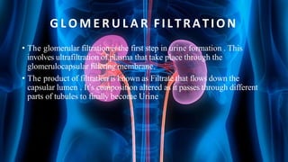 G L O M E R U L A R FILTRATION
• The glomerular filtration is the first step in urine formation . This
involves ultrafiltration of plasma that take place through the
glomerulocapsular filtering membrane.
• The product of filtration is known as Filtrate that flows down the
capsular lumen . It’s composition altered as it passes through different
parts of tubules to finally become Urine
 