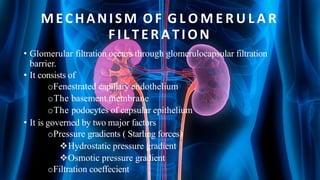 MECHANISM OF G L O M E R U L A R
FILTERATION
• Glomerular filtration occurs through glomerulocapsular filtration
barrier.
• It consists of
oFenestrated capillary endothelium
oThe basement membrane
oThe podocytes of capsular epithelium
• It is governed by two major factors
oPressure gradients ( Starling forces)
Hydrostatic pressure gradient
Osmotic pressure gradient
oFiltration coeffecient
 