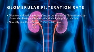 G L O M E R U L A R FILTERATION R A T E
• Glomerular filtration rate is defined as the amount of filtrate formed by
glomerular filtering membrane of both the kidneys in a unit time
• Normally, it is 125ml/min or 7.5 l/h or 180 l/day
 