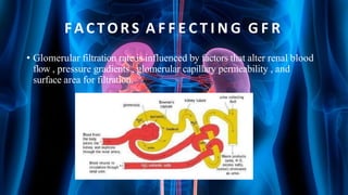 FACTORS A F F E C T I N G G F R
• Glomerular filtration rate is influenced by factors that alter renal blood
flow , pressure gradients , glomerular capillary permeability , and
surface area for filtration.
 