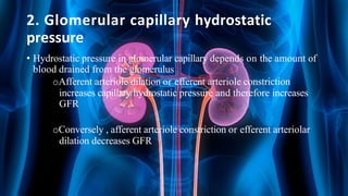 2. Glomerular capillary hydrostatic
pressure
• Hydrostatic pressure in glomerular capillary depends on the amount of
blood drained from the glomerulus
oAfferent arteriole dilation or efferent arteriole constriction
increases capillary hydrostatic pressure and therefore increases
GFR
oConversely , afferent arteriole constriction or efferent arteriolar
dilation decreases GFR
 