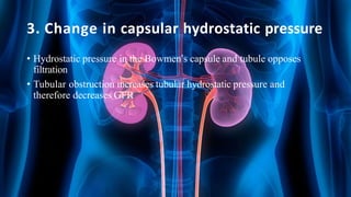 3. Change in capsular hydrostatic pressure
• Hydrostatic pressure in the Bowmen’s capsule and tubule opposes
filtration
• Tubular obstruction increases tubular hydrostatic pressure and
therefore decreases GFR
 