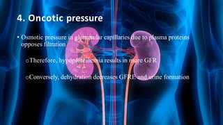 4. Oncotic pressure
• Osmotic pressure in glomerular capillaries due to plasma proteins
opposes filtration
oTherefore, hypoproteinemia results in more GFR
oConversely, dehydration decreases GFRE and urine formation
 