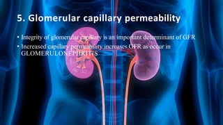 5. Glomerular capillary permeability
• Integrity of glomerular capillary is an important determinant of GFR
• Increased capillary permeability increases GFR as occur in
GLOMERULONEPHRITIS
 