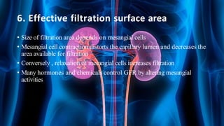 6. Effective filtration surface area
• Size of filtration area depends on mesangial cells
• Mesangial cell contraction distorts the capillary lumen and decreases the
area available for filtration
• Conversely , relaxation of mesangial cells increases filtration
• Many hormones and chemicals control GFR by altering mesangial
activities
 