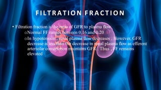 FILTRATION F R A C T I O N
• Filtration fraction is the ratio of GFR to plasma flow
oNormal FF ranges between 0.16 and 0.20
oIn hypotension , renal plasma flow decreases . However, GFR
decrease is less than the decrease in renal plasma flow as efferent
arteriolar constriction maintains GFR . Thus , FF remains
elevated
 