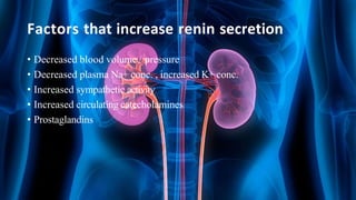 Factors that increase renin secretion
• Decreased blood volume / pressure
• Decreased plasma Na+ conc. , increased K+ conc.
• Increased sympathetic activity
• Increased circulating catecholamines
• Prostaglandins
 