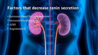 Factors that decrease renin secretion
• Increased blood Na+ concentration
• Increased blood pressure
• ADH
• Angiotensin II
 