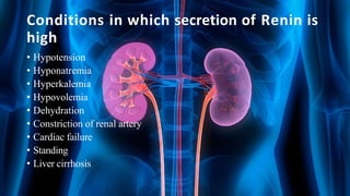 Conditions in which secretion of Renin is
high
• Hypotension
• Hyponatremia
• Hyperkalemia
• Hypovolemia
• Dehydration
• Constriction of renal artery
• Cardiac failure
• Standing
• Liver cirrhosis
 