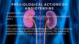 P H Y S I O L O G I C A L ACTIONS OF
ANGIOTENSINS
ANGIOTENSIN I :
It acts as precursor for angiotensin II . Otherwise , it is physiologically
inactive
ANGIOTENSIN II :
This is the most important among all angiotensins . All of it’s actions are
aimed at increasing the blood volume and pressure. The functions of
angiotensin II can be divided into central and peripheral functions
 