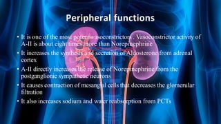 Peripheral functions
• It is one of the most potent vasoconstrictors . Vasoconstrictor activity of
A-II is about eight times more than Norepinephrine
• It increases the synthesis and secretion of Aldosterone from adrenal
cortex
• A-II directly increases the release of Norepinephrine from the
postganglionic sympathetic neurons
• It causes contraction of mesangial cells that decreases the glomerular
filtration
• It also increases sodium and water reabsorption from PCTs
 