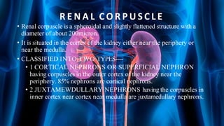 R E N A L C O R P U S C L E
• Renal corpuscle is a spheroidal and slightly flattened structure with a
diameter of about 200micron.
• It is situated in the cortex of the kidney either near the periphery or
near the medulla.
• CLASSIFIED INTO TWO TYPES----
• 1 CORTICAL NEPHRONS OR SUPERFICIAL NEPHRON
having corpuscles in the outer cortex of the kidney near the
periphery. 85% nephrons are cortical nephrons.
• 2 JUXTAMEWDULLARY NEPHRONS having the corpuscles in
inner cortex near cortex near medulla are juxtamedullary nephrons.
 