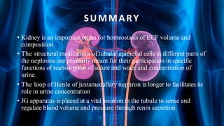 SUMMARY
• Kidney is an important organ for homeostasis of ECF volume and
composition
• The structural medications of tubular epithelial cells in different parts of
the nephrons are primarily meant for their participation in specific
functions of reabsorption of solute and water and concentration of
urine.
• The loop of Henle of juxtamedullary nephron is longer to facilitates its
role in urine concentration
• JG apparatus is placed at a vital location in the tubule to sense and
regulate blood volume and pressure through renin secretion
 
