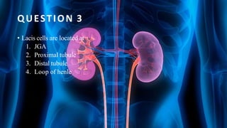 QUESTION 3
• Lacis cells are located at
1. JGA
2. Proximal tubule
3. Distal tubule
4. Loop of henle
 