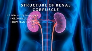S T R U C T U R E OF R E N A L
C O R P U S C L E
• It is formed by two portions
• GLOMERULUS
• BOWMAN’S CAPSULE
 