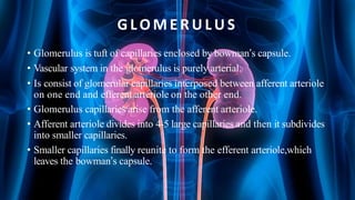 G L O M E R U L U S
• Glomerulus is tuft of capillaries enclosed by bowman’s capsule.
• Vascular system in the glomerulus is purely arterial.
• Is consist of glomerular capillaries interposed between afferent arteriole
on one end and efferent arteriole on the other end.
• Glomerulus capillaries arise from the afferent arteriole.
• Afferent arteriole divides into 4-5 large capillaries and then it subdivides
into smaller capillaries.
• Smaller capillaries finally reunite to form the efferent arteriole,which
leaves the bowman’s capsule.
 