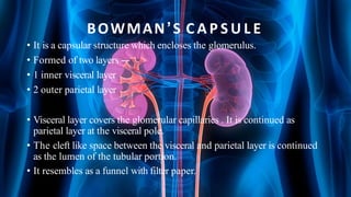 BOWMAN’S C A P S U L E
• It is a capsular structure which encloses the glomerulus.
• Formed of two layers ---
• 1 inner visceral layer
• 2 outer parietal layer
• Visceral layer covers the glomerular capillaries . It is continued as
parietal layer at the visceral pole.
• The cleft like space between the visceral and parietal layer is continued
as the lumen of the tubular portion.
• It resembles as a funnel with filter paper.
 