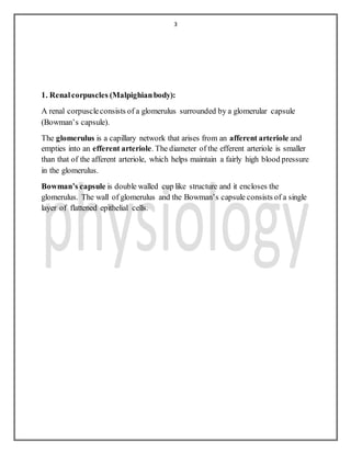 3
1. Renalcorpuscles (Malpighianbody):
A renal corpuscleconsists of a glomerulus surrounded by a glomerular capsule
(Bowman’s capsule).
The glomerulus is a capillary network that arises from an afferent arteriole and
empties into an efferent arteriole. The diameter of the efferent arteriole is smaller
than that of the afferent arteriole, which helps maintain a fairly high blood pressure
in the glomerulus.
Bowman’s capsule is double walled cup like structure and it encloses the
glomerulus. The wall of glomerulus and the Bowman’s capsule consists of a single
layer of flattened epithelial cells.
 
