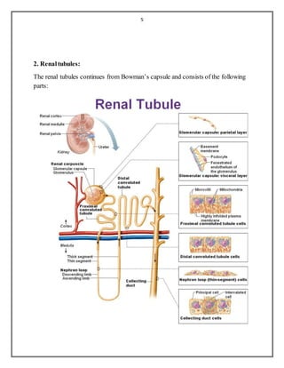 5
2. Renaltubules:
The renal tubules continues from Bowman’s capsule and consists of the following
parts:
 