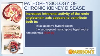 PATHOPHYSIOLOGY OF
CHRONIC KIDNEY DISEASE
Increased intrarenal activity of the renin-
angiotensin axis appears to contribute
both to:
initial adaptive hyperfiltration
the subsequent maladaptive hypertrophy
and sclerosis (TGF-β)
 
