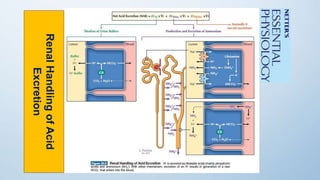 RenalHandlingofAcid
Excretion
 