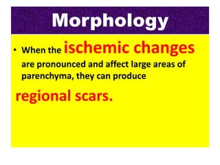 Morphology
• When the ischemic changes
are pronounced and affect large areas of
parenchyma, they can produce
regional scars.
 