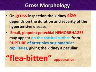 Gross Morphology.
• On gross inspection the kidney size
depends on the duration and severity of the
hypertensive disease.
• Small, pinpoint petechial HEMORRHAGES
may appear on the cortical surface from
RUPTURE of arterioles or glomerular
capillaries, giving the kidney a peculiar
“flea-bitten” appearance.
 