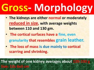 Gross- Morphology
• The kidneys are either normal or moderately
reduced in size, with average weights
between 110 and 130 gm.
• The cortical surfaces have a fine, even
granularity that resembles grain leather.
• The loss of mass is due mainly to cortical
scarring and shrinking.
The weight of one kidney averages about 120-150 g
Size: 12x 6x3 cm.
 
