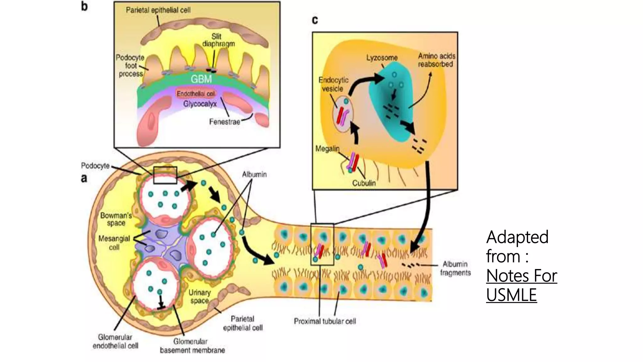 Adapted
from :
Notes For
USMLE
 
