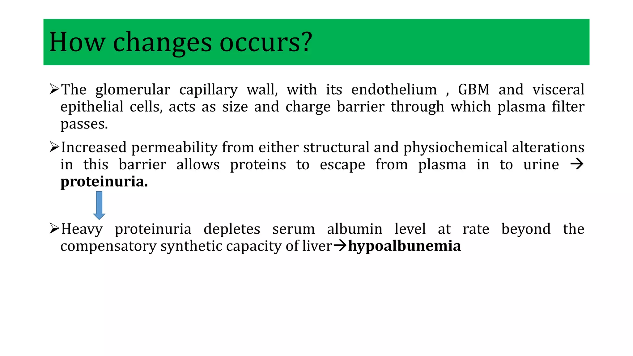 How changes occurs?
The glomerular capillary wall, with its endothelium , GBM and visceral
epithelial cells, acts as size and charge barrier through which plasma filter
passes.
Increased permeability from either structural and physiochemical alterations
in this barrier allows proteins to escape from plasma in to urine 
proteinuria.
Heavy proteinuria depletes serum albumin level at rate beyond the
compensatory synthetic capacity of liverhypoalbunemia
 