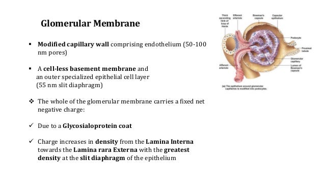 Physical examination of child with nephrotic syndrome picture