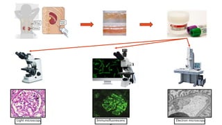 Electron microscopy
Light microscopy Immunofluorescenc
 