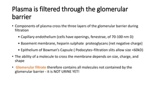 Plasma is filtered through the glomerular
barrier
• Components of plasma cross the three layers of the glomerular barrier during
filtration
• Capillary endothelium (cells have openings, fenestrae, of 70-100 nm D)
• Basement membrane, heparin sulphate proteoglycans (net negative charge)
• Epithelium of Bowman’s Capsule ( Podocytes–filtration slits allow size <60kD)
• The ability of a molecule to cross the membrane depends on size, charge, and
shape
• Glomerular filtrate therefore contains all molecules not contained by the
glomerular barrier - it is NOT URINE YET!
 
