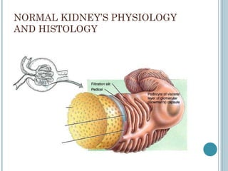 NORMAL KIDNEY’S PHYSIOLOGY AND HISTOLOGY 