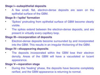 Stage I—subepithelial deposits
•   A few small, flat, electron-dense deposits are seen on the
    epithelial surface of the GBM.
Stage II—'spike' formation
•   'Spikes' protruding from epithelial surface of GBM become clearly
    visible.
•   The spikes extend between the electron-dense deposits, and are
    present in virtually every capillary loop.
Stage III—incorporation of deposits
•   Electron-dense deposits become surrounded by and incorporated
    into the GBM. This results in an irregular thickening of the GBM.
Stage IV—disappearing deposits
•   The deposits incorporated within the GBM lose their electron
    density. Areas of the GBM will have a vacuolated or lucent
    appearance.
Stage V—reparation stage
•   During this 'healing' phase, the deposits have become completely
    rarified, and the GBM appearance is returning to normal.
 