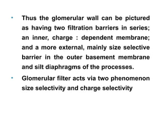 •   Thus the glomerular wall can be pictured
    as having two filtration barriers in series;
    an inner, charge : dependent membrane;
    and a more external, mainly size selective
    barrier in the outer basement membrane
    and silt diaphragms of the processes.
•   Glomerular filter acts via two phenomenon
    size selectivity and charge selectivity
 